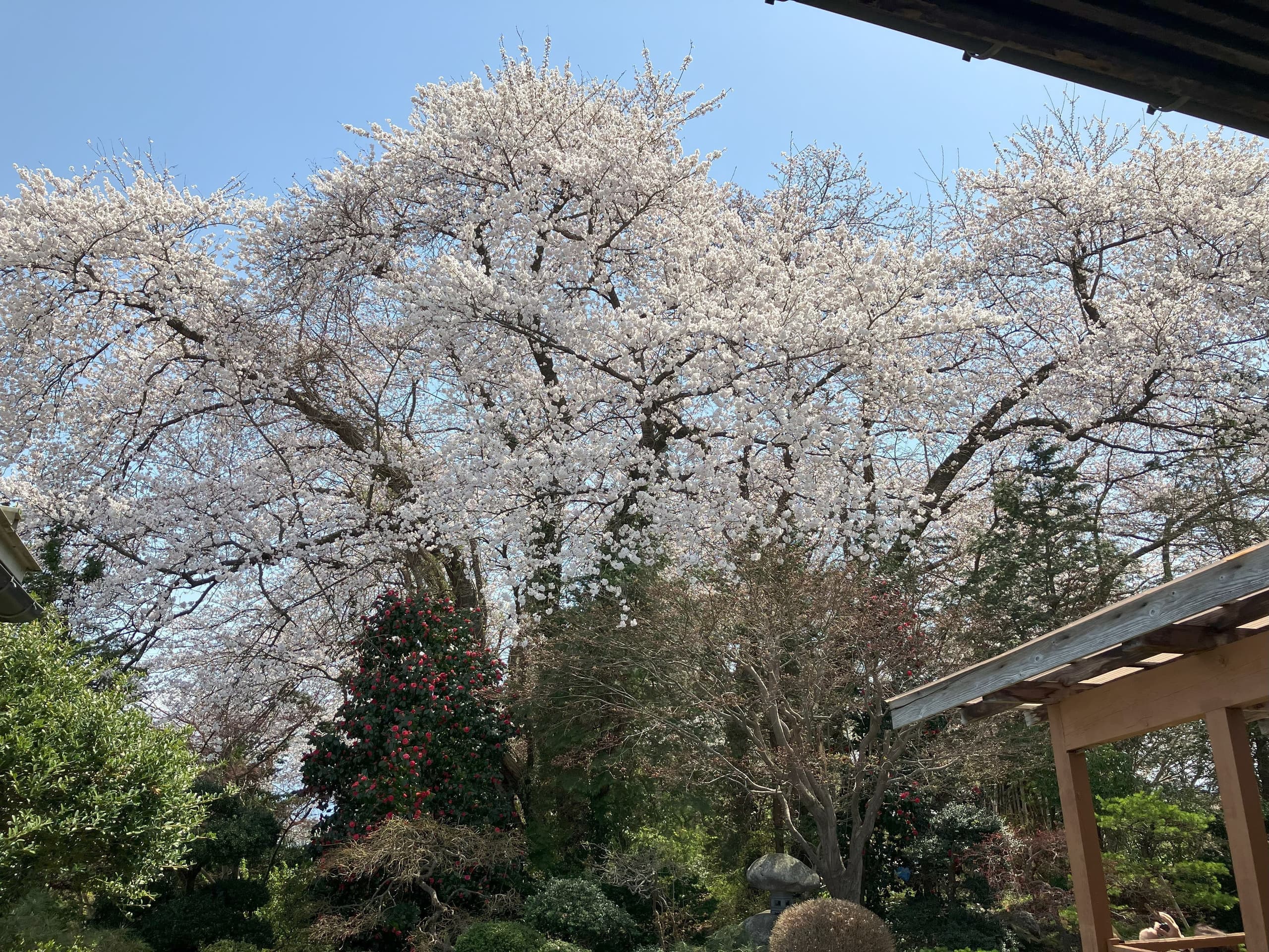 数研ゼミ　2025年度　大学・高校受験合格体験記